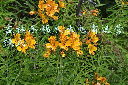 吉林东福集团(吉林省1054家企业向您作出庄严承诺)