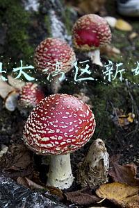 粤港澳大湾区新媒体运营