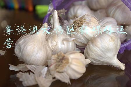 粤港澳大湾区门户网(广东省粤港澳大湾区门户网上线)