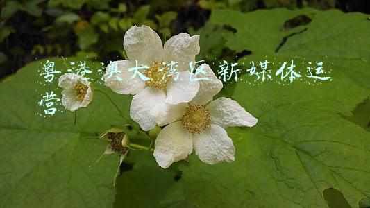 粤港澳大湾区媒体峰会(首届粤港澳大湾区媒体峰会今日举行)