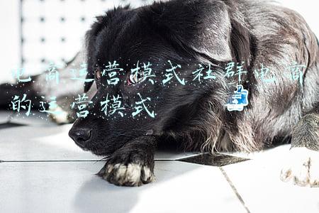 新型社交电商运营模式(热门社交电商模式解析)