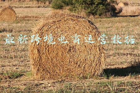 跨境电商最新发展情况(跨境电商发展步入快车道 成外贸增长新支点)