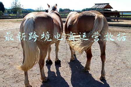 跨境电商运营数据分析(最全东南亚电商数据大曝光！年增速 20%，是蓝海OR低价修罗场？)