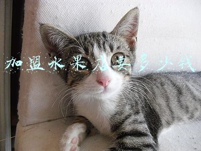 水果连锁店加盟费多少_水果加盟店一般加盟费用是多少