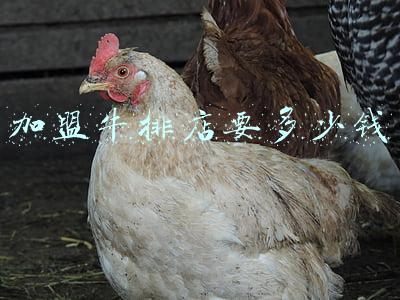 牛排加盟店排行榜加盟10大品牌:牛排加盟店排行