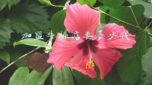牛排加盟店《牛排加盟店需要多少钱》