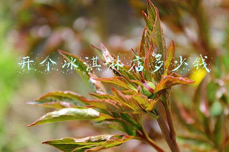 如何开冰淇淋店(如何开冰淇淋店创业)