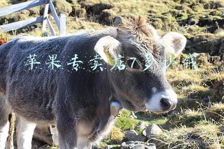 苹果专卖店可以分期付款吗-苹果专卖店可以分期么