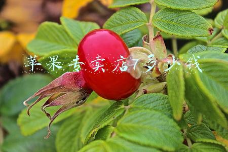 苹果专卖店网点-苹果专卖店网点查询