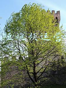 未来短视频运营规划