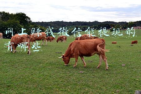 有哪些赚钱的软件可以用微信提现(手机微信完成一个小任务，可以免费提现1000元，帮我们省钱)