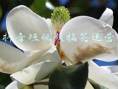 抖音短视频搞笑运营