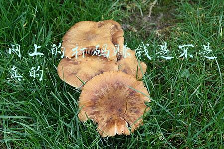 网上的打码赚钱是不是真的