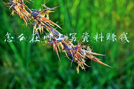 怎么在网上写资料赚钱