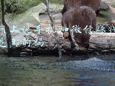 网上说手机加微信赚钱是真的吗