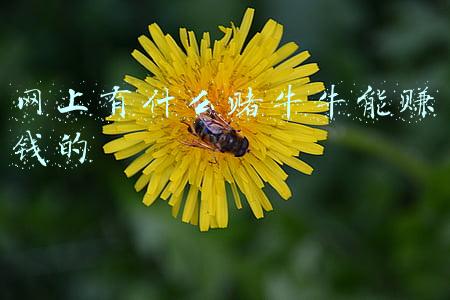 牛牛赌盘(牛牛群赌博调查：一天流水上亿？有人一个月输1400万)