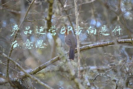 产品经理bp是什么(华为、阿里、美团都在招聘财务BP，到底是什么？)