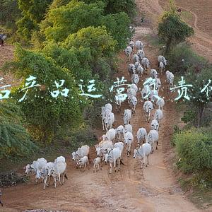 平安新一贷产品介绍(平安银行新一贷“快”字当先全新上线，体验升级让借钱不难)