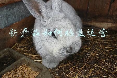 新产品如何操盘运营