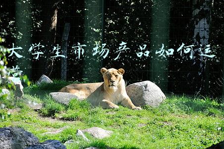 大学生市场产品如何运营