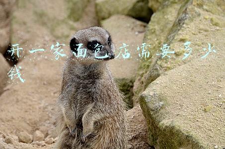 开一家面包店需要多少钱