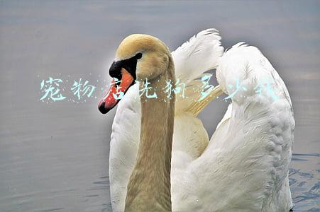 狗狗去店里洗澡多少钱 给狗狗洗澡多少钱在宠物店