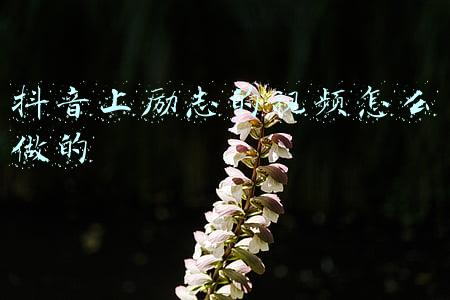 关于励志的视频抖音(抖音助力破案 广东佛山蟊贼作案时发“励志”视频自投罗网)