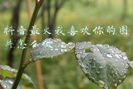 抖音如何让你喜欢上我图片(抖音文案简单有内涵的一句话让别人关注你)