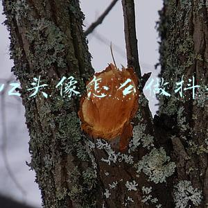 pvz头像怎么做抖音