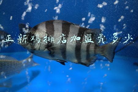 加盟正新鸡排店多少钱；加盟正新鸡排店多少钱大概多少钱