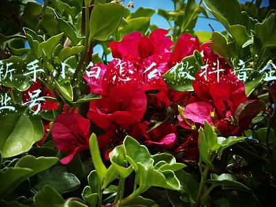 抖音小白怎么做好抖音(小白怎么运营抖音，制作出漂亮的视频，成为抖音大V)