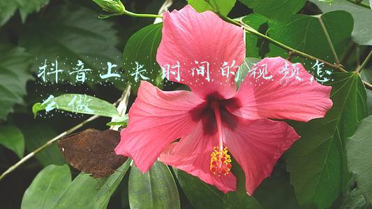 抖音上长时间的视频怎么做