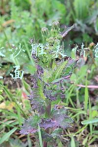 熊猫表情包沙雕(熊猫头沙雕表情包23张)