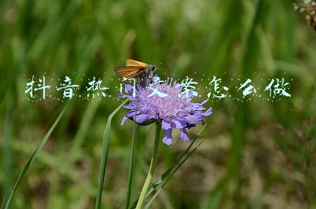 抖音热门文案怎么做