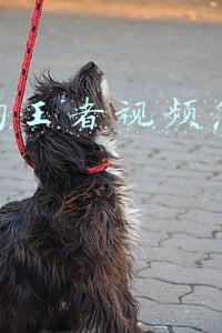 抖音的王者视频怎么做的