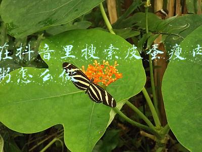 皮蛋瘦肉粥图片(天冷了，早餐煮一锅皮蛋瘦肉粥，鲜香又暖胃，吃一碗浑身舒服)