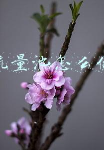 抖音流量池怎么做营销