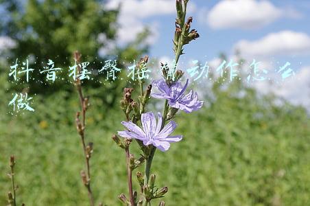 抖音摆臀摇臂动作怎么做
