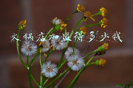 火锅店加盟排名;明星火锅店加盟排名