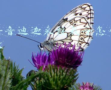 抖音迪迦来接我了怎么做