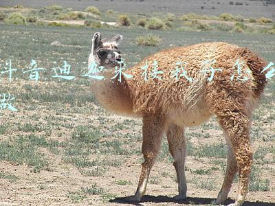 抖音迪迦来接我走了视频(奥特曼来接我了是什么梗)