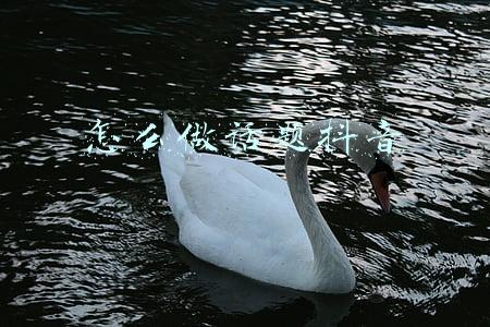 抖音视频怎么带话题(怎么做抖音热门话题？这里整理出了 5 个步骤)