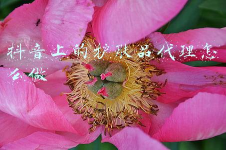 抖音现在有什么可以代理的么(6亿日活的抖音进军OTA，能做好吗？)