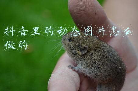 抖音怎么把一张照片做成动态(抖音不符合社区规范被封后解封，老白亲身经历)