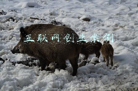 互联网创业案例分析施慧洪(华为大约在冬季)