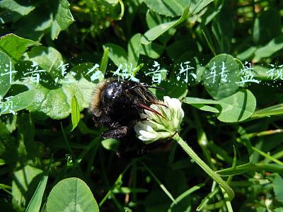 抖音音乐转盘界面怎么设置(宁夏银川市西夏区玩转春节假期，激活新年文旅别样体验)