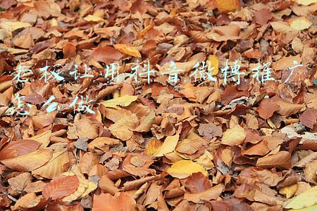 抖音企业推广有用吗(商家为什么要在抖音上做企业号？)