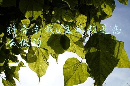 抖音车载u盘视频是怎么做的