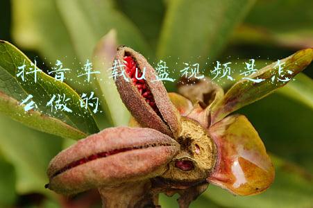 抖音车载u盘视频是怎么做的