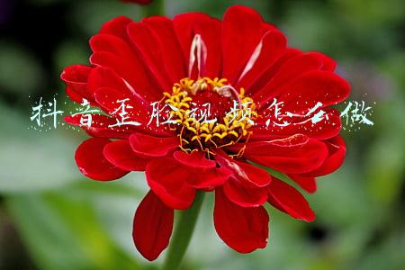 歪脸火龙(秦腔（Qinqiang Opera），中国西北最古老的戏剧之一)